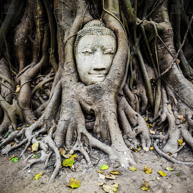 Thailand- Ayutthaya- head of sandstone Buddha between tree roots at Wat Mahathat