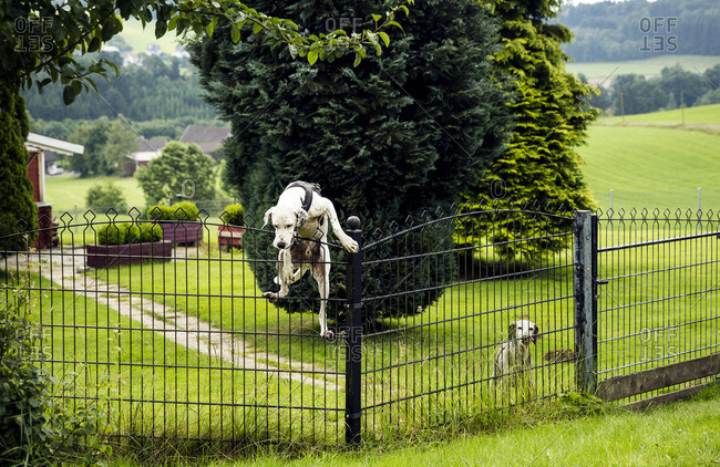 Dog climbing over fence