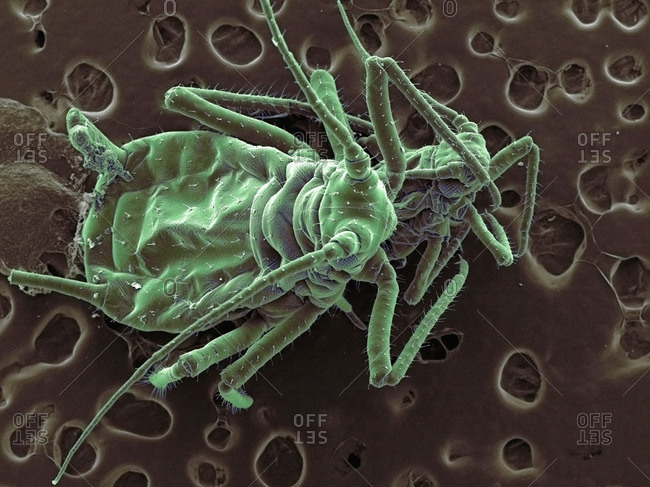 High vacuum SEM image of plant lice face to face