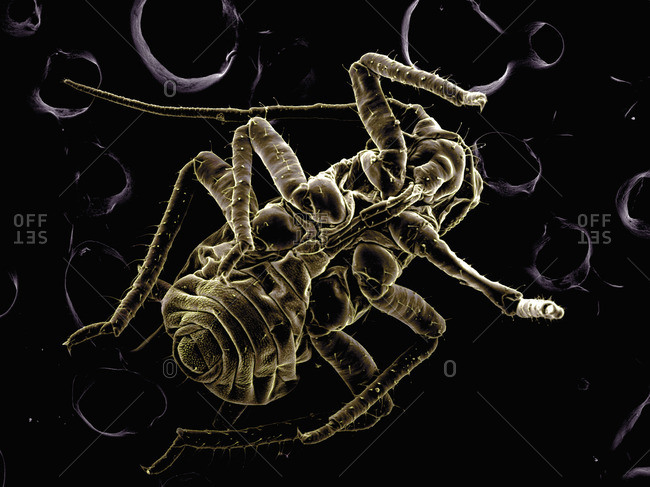 High vacuum SEM image of plant lice