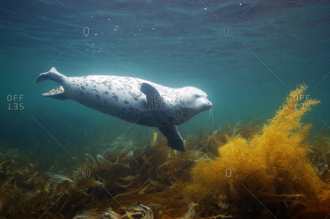 Spotted seal (Phoca largha), Sea of Japan