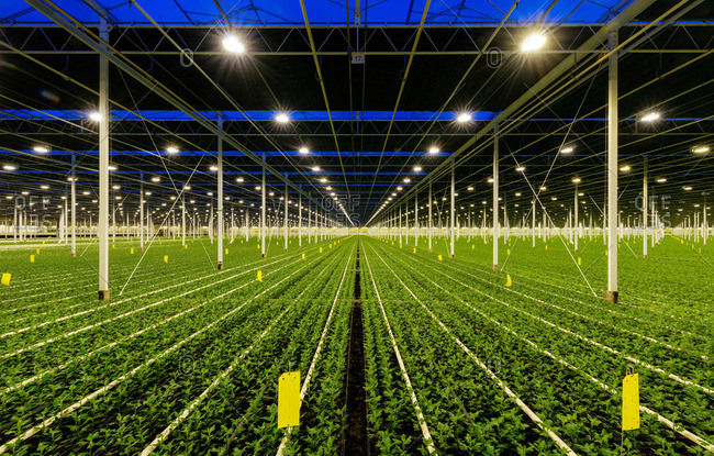 Rows of Chrysanthemums plants in a greenhouse, Ridderkerk, zuid-holland, Netherlands