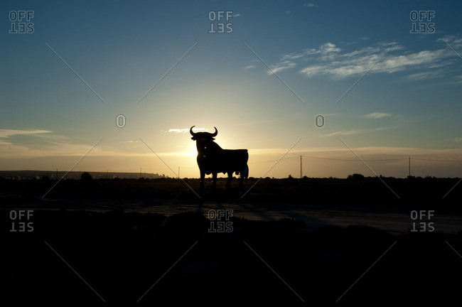 Bull at sunrise, Alicante, Spain