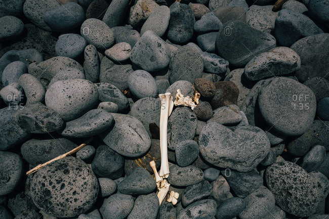 Animal bones on stones at a rocky beach