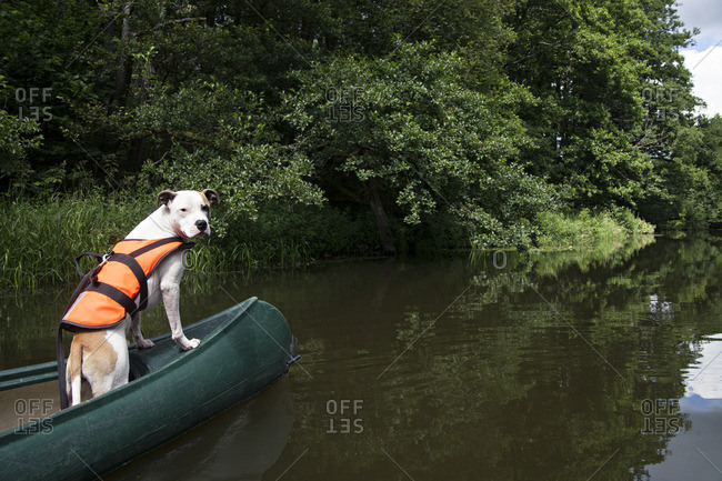 Dog in life vest at the bow of a canoe