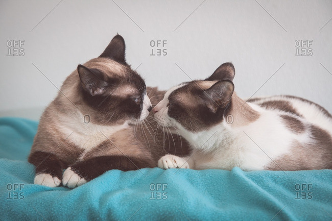 Two Siamese cats touching noses