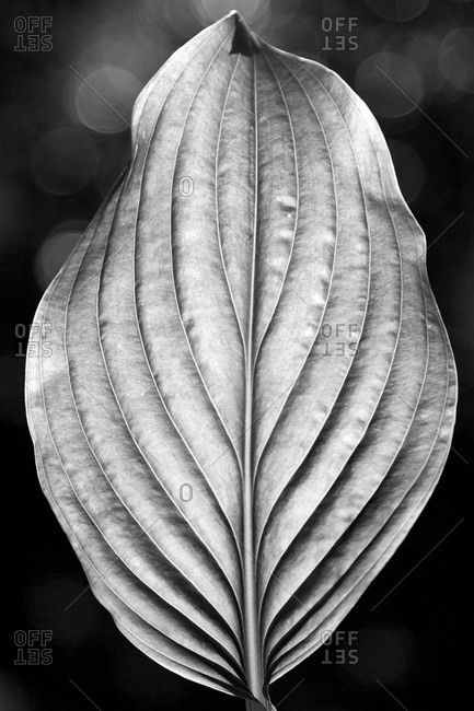 Hosta leaf in black and white