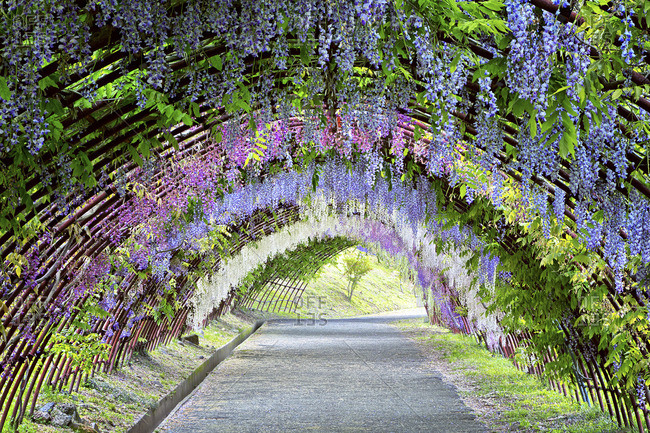 Wisteria growing over arch in Japanese garden