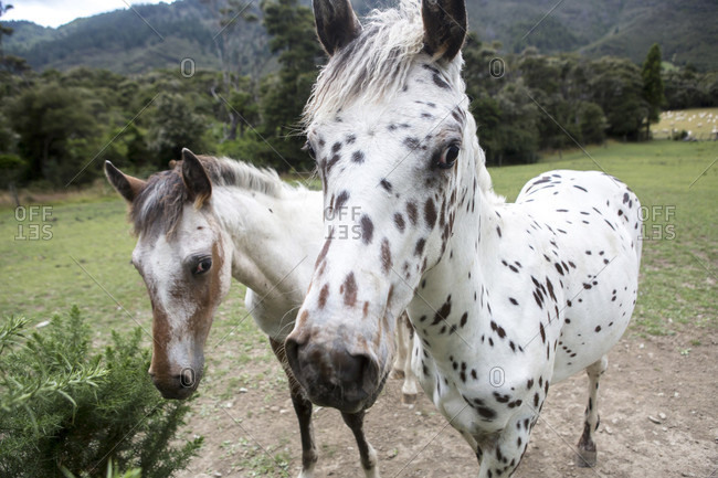 Horses in the Marlborough Sounds, New Zealand