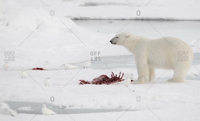 Male polar bears in the Svalbard archipelago in the Arctic Ocean