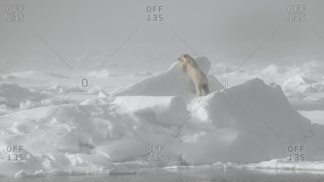 Male polar bears in the Svalbard archipelago in the Arctic Ocean