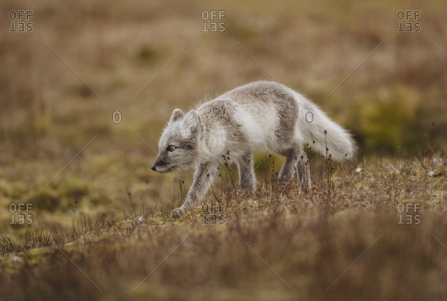 Arctic fox in the Svalbard archipelago in the Arctic Ocean