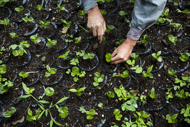 A man cleans his beds of young coffee plants before transport to the field on a coffee farm in rural Colombia