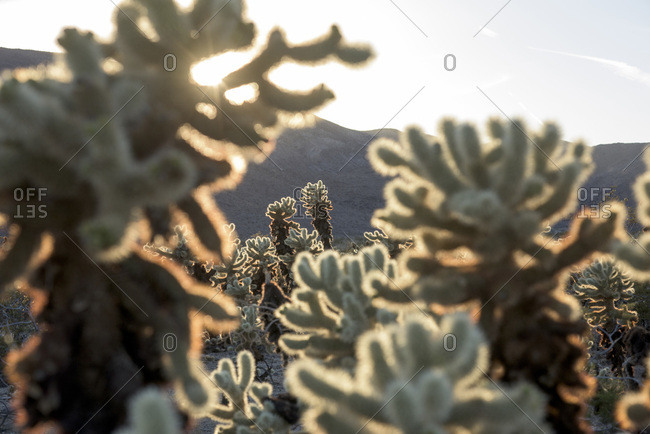 A thick patch of cholla cactuses are backlit by the setting sun in Joshua Tree National Park