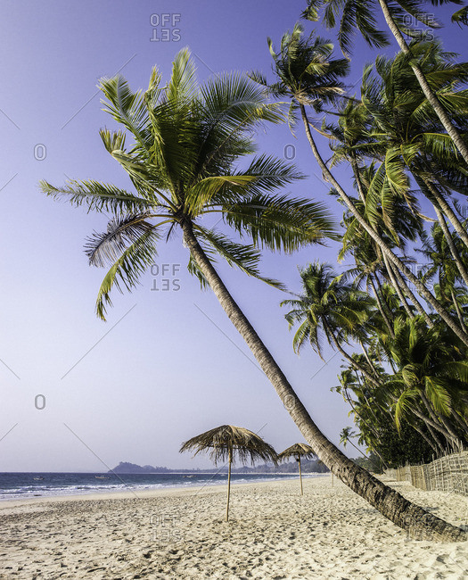 Palm trees and white sand along Ngapali beach
