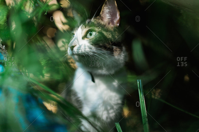 Portrait of cat among grass
