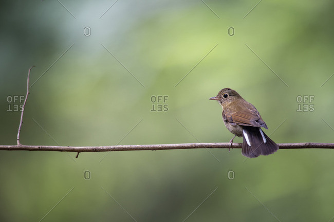 A female White-tailed Robin balanced on a branch in Tamdao National Park, Vietnam