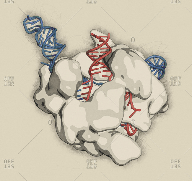 Illustration of the CRISPR-CAS9 gene editing tool output of a complex from Streptococcus pyogenes