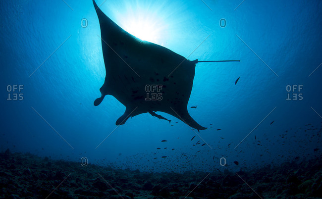 Underwater view of a large stingray