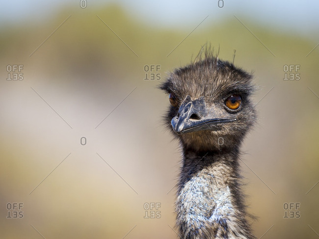 Portrait of Australian emu
