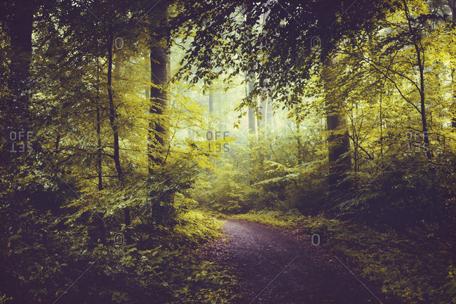 Deciduous forest in summer- forest path and early-morning haze