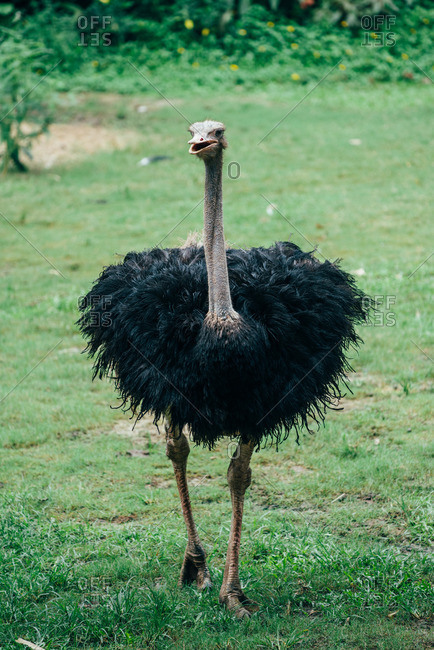 Ostrich with ruffled feathers standing in a grassy field