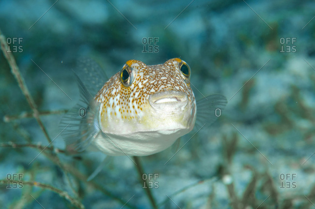 Fish swimming near an ocean floor