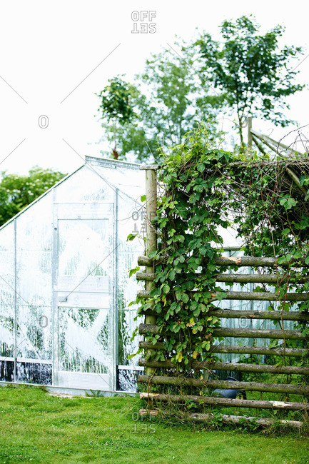 Greenhouse with plants in backyard