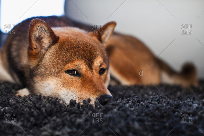 Dog laying on rug