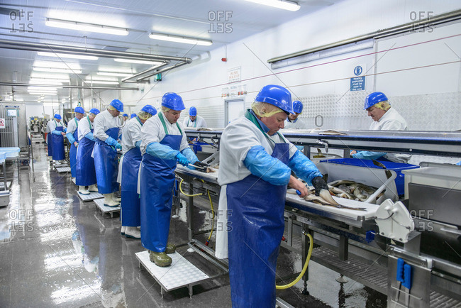 Production line of workers filleting fish in factory