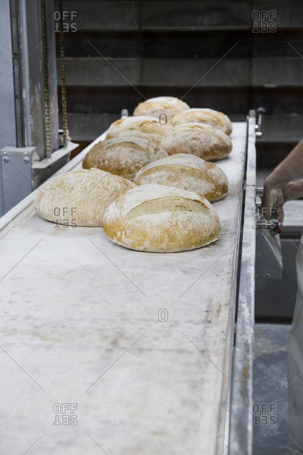 Freshly baked breads in an industrial bakery