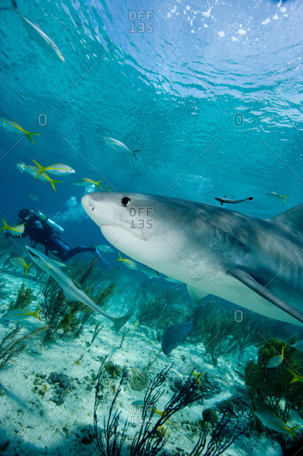 Tiger shark in the wild