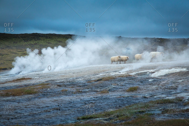 Icelandic sheep and homestead at geothermal location in the remote Kjoslur highlands