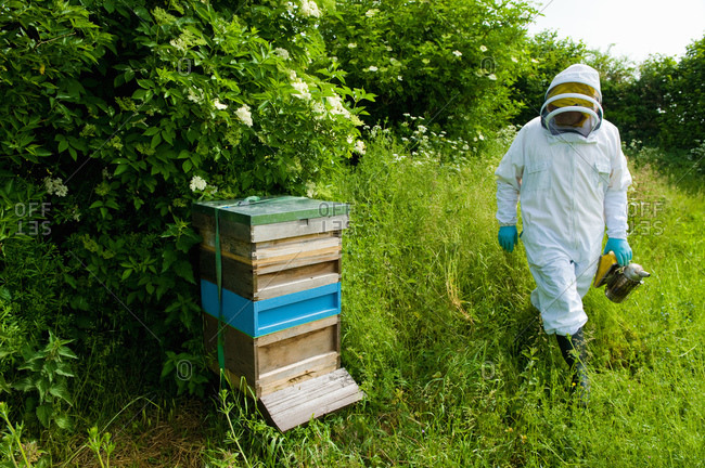 Beekeeper wearing protective clothing approaching bee hive