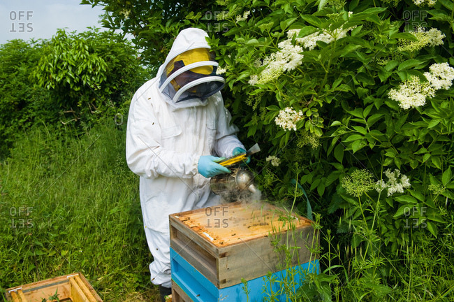Beekeeper wearing protective clothing using bee smoker on hive