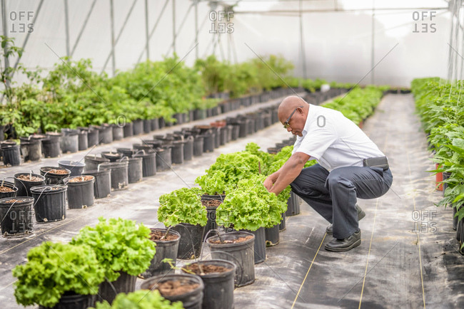 Manager inspecting lettuce plants in Hydroponic farm in Nevis, West Indies