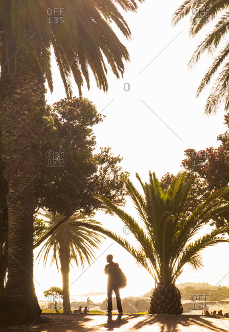 Silhouette of person by palm trees on camps bay beach, Cape Town, South Africa