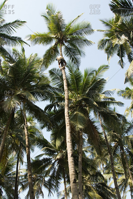 Coconut tree climber