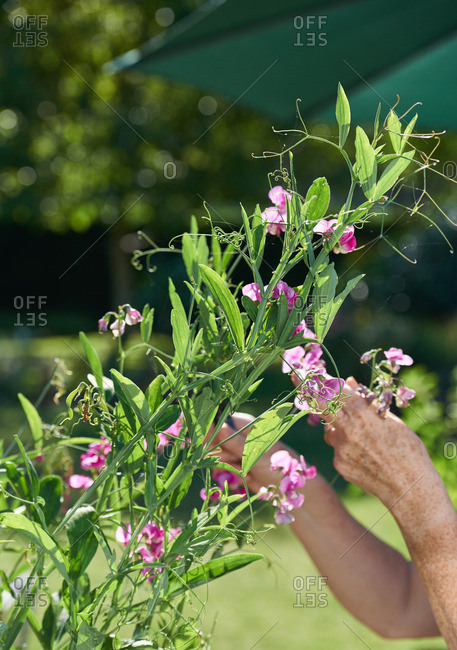 A woman pruning a sweet pea plant in a sunny garden