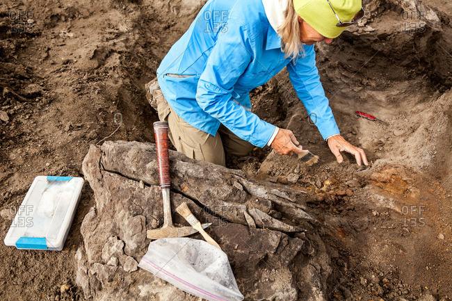 Paleontologist brushing off surface dirt while excavating a fossil in Utah\'s Kaiparowits
