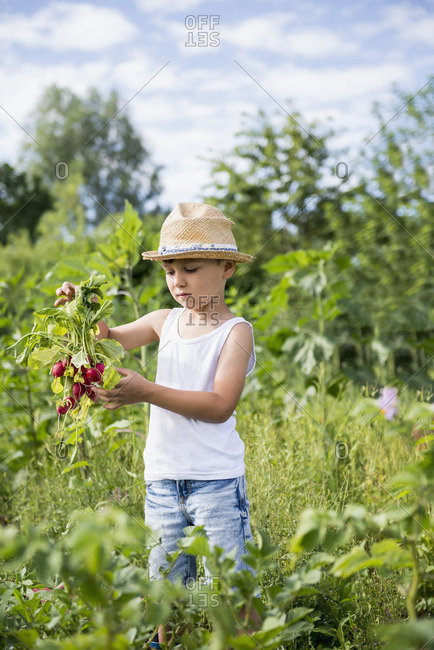 Small boy showing bunch of radish in Community Garden, Bavaria, Germany