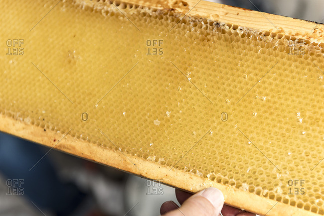 Fresh honey in comb on frame of beehive