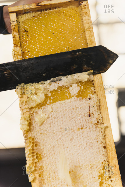 Cutting the wax caps off honeycomb to reveal the honey inside
