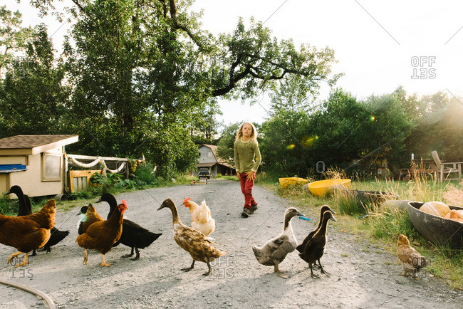 Boy walking by ducks and chickens