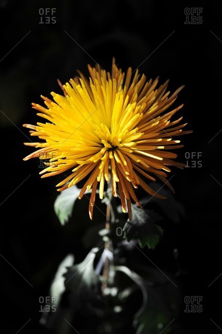 Close up of yellow chrysanthemum flower
