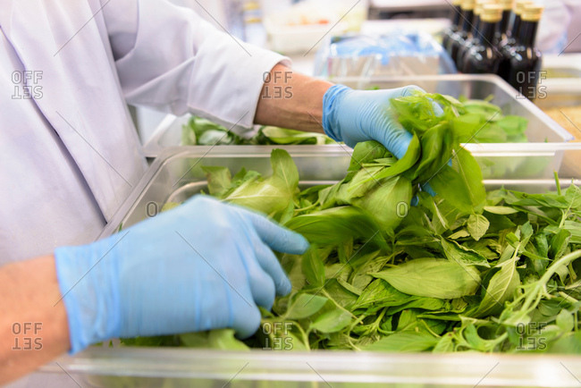 Worker sorting basil leaves for pesto sauce in pasta factory, close up