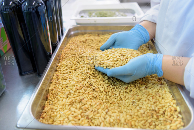 Worker sorting pine nuts to make pesto sauce in pasta factory, close up