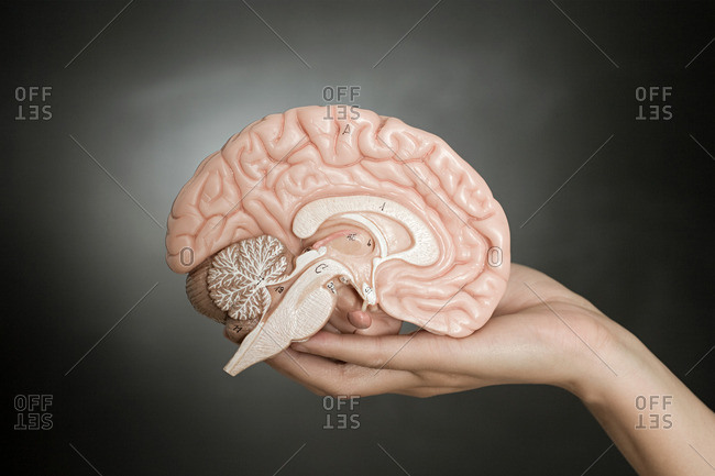 Person holding a model brain