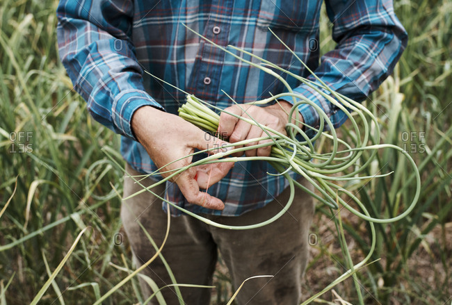 Man wrapping rubber band around a bunch of garlic scapes