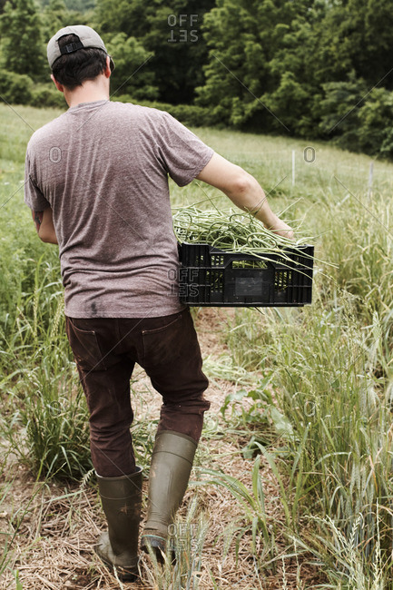 Man carrying crate filled with garlic scapes